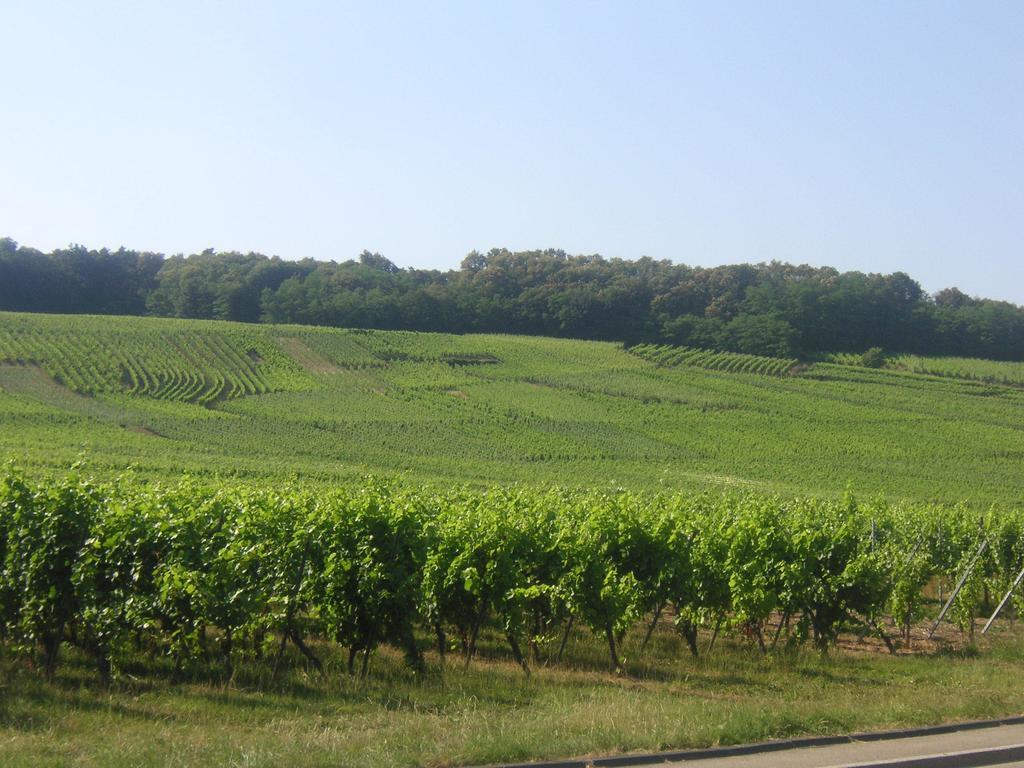 Chambre d'hôtes du Zellberg Nothalten Exterior foto